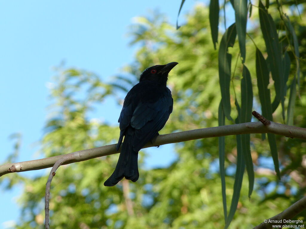 Drongo pailleté