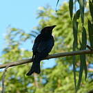 Drongo pailleté