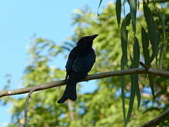 Drongo pailleté