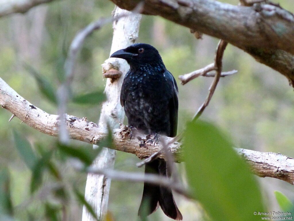 Drongo pailleté