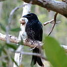 Drongo pailleté