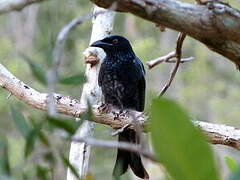 Drongo pailleté