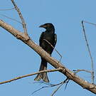 Drongo pailleté