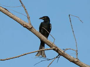 Drongo pailleté