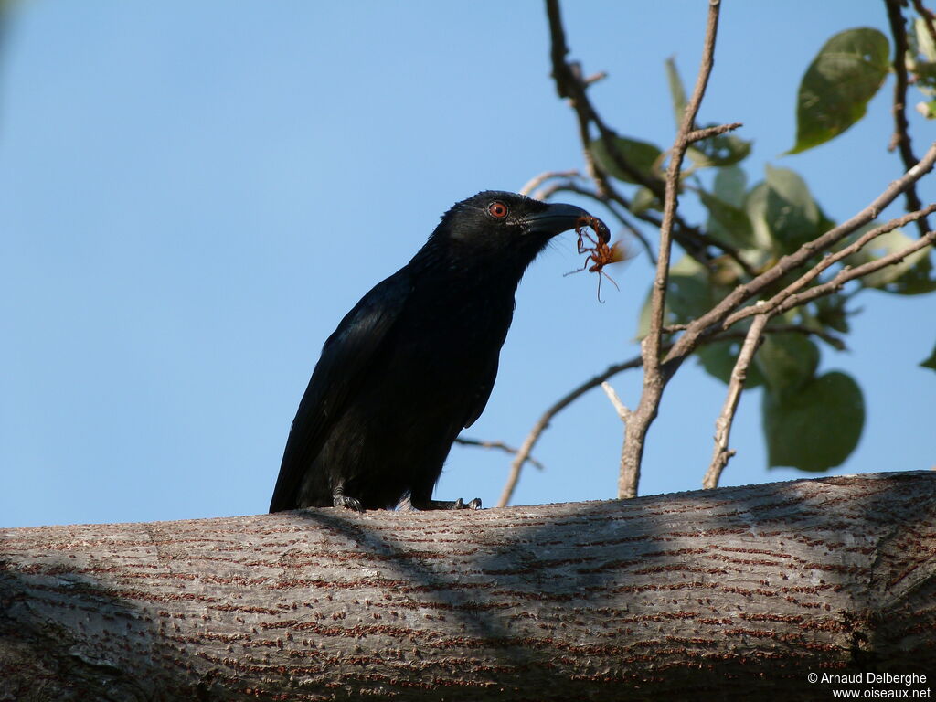 Drongo pailleté