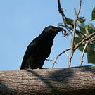 Drongo pailleté