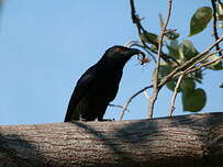 Drongo pailleté