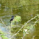 Drongo royal