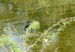 Black Drongo