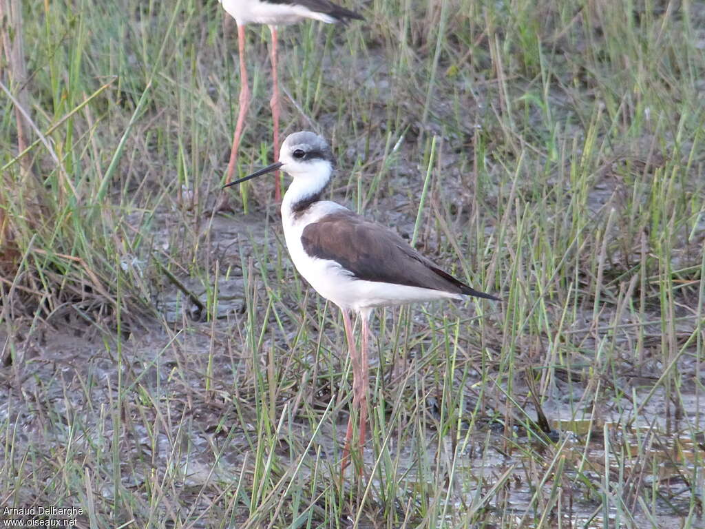 White-backed Stiltimmature