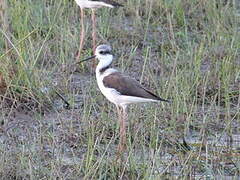 White-backed Stilt