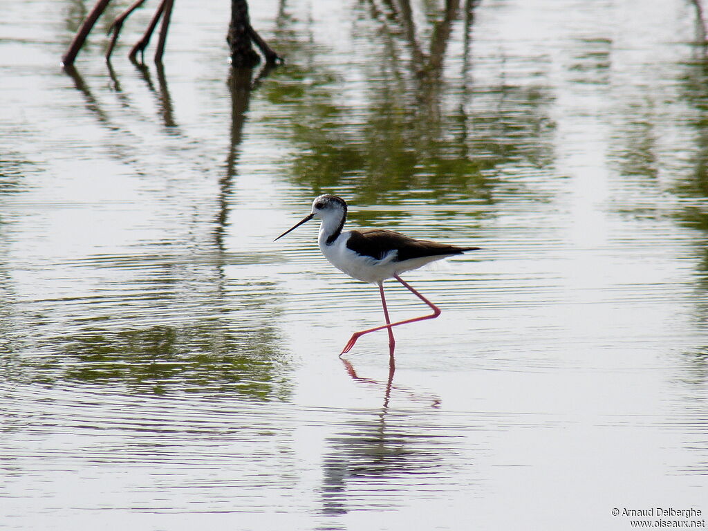 Échasse blanche