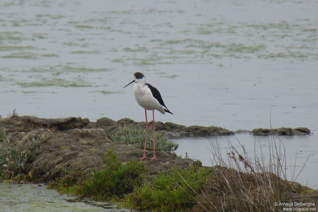 Black-winged Stilt