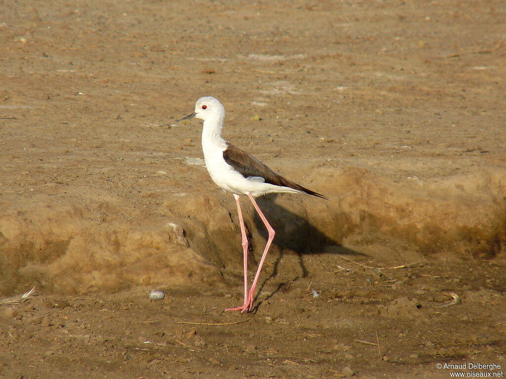 Black-winged Stilt