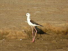 Black-winged Stilt