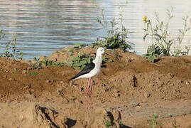 Black-winged Stilt