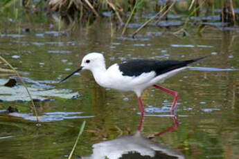 Échasse blanche