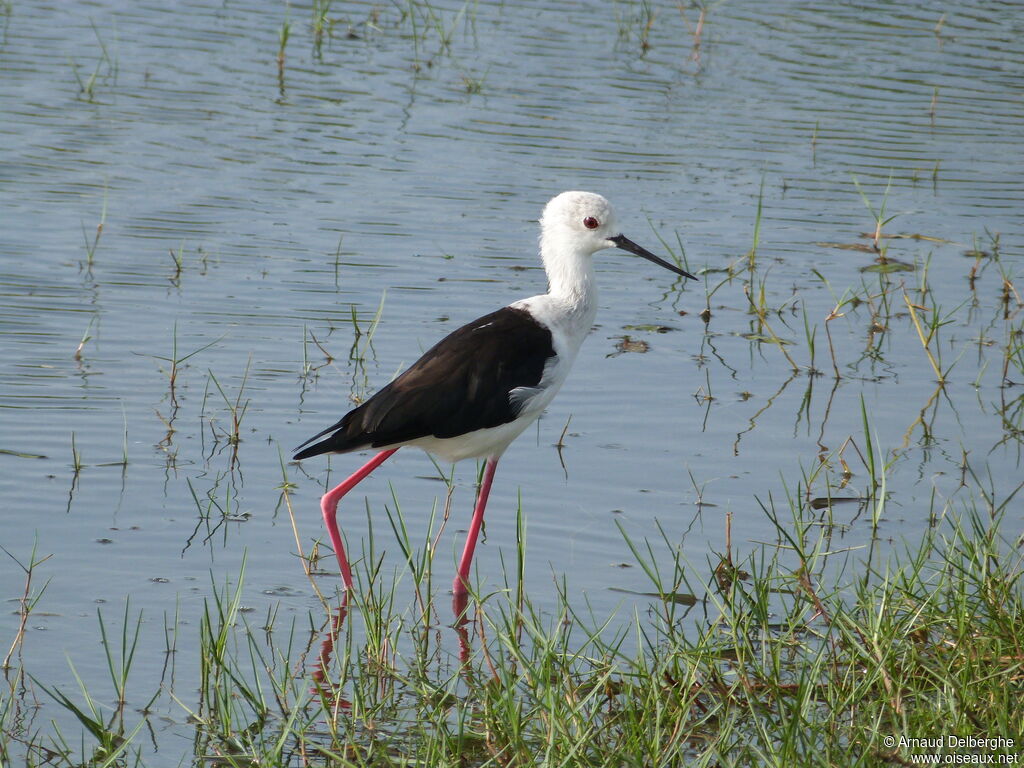 Black-winged Stilt