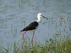 Black-winged Stilt