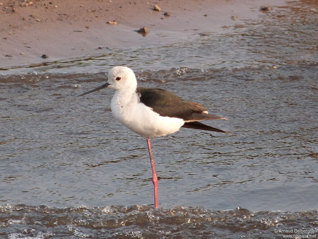 Black-winged Stilt