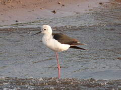 Black-winged Stilt