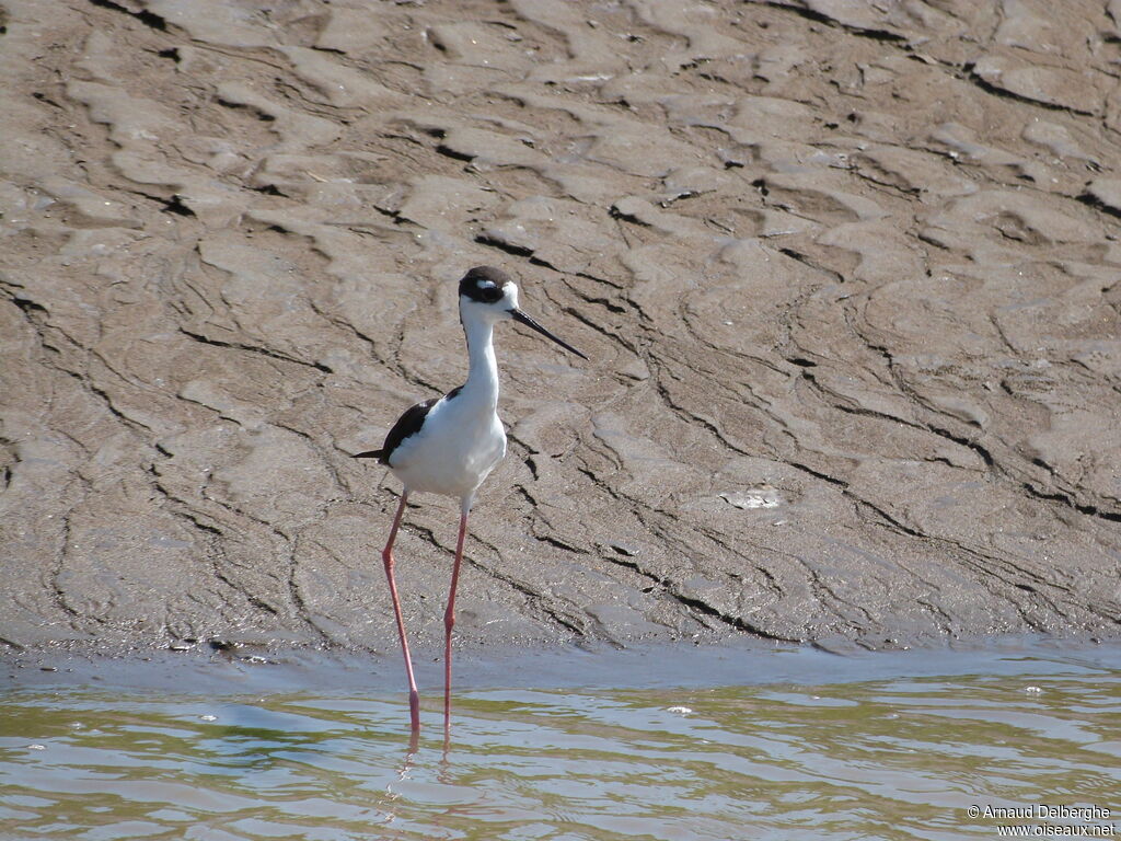 Black-necked Stilt