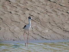 Black-necked Stilt