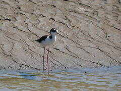 Black-necked Stilt