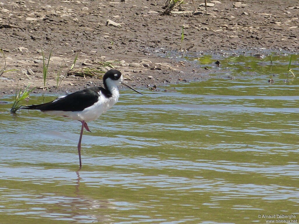 Black-necked Stilt