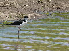 Black-necked Stilt