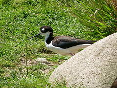 Black-necked Stilt