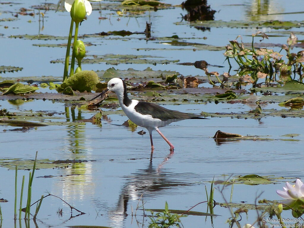 Pied Stilt