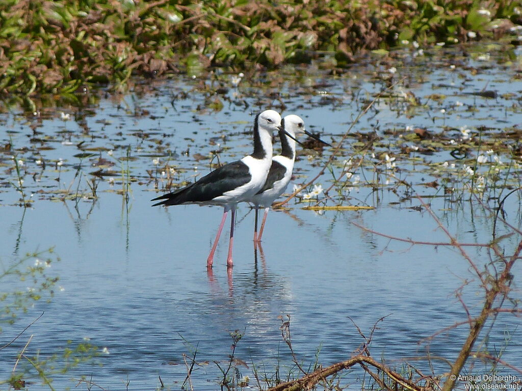 Pied Stilt