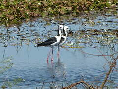 Pied Stilt