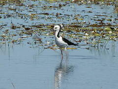 Pied Stilt