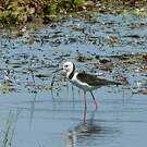 Échasse d'Australie