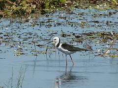 Pied Stilt