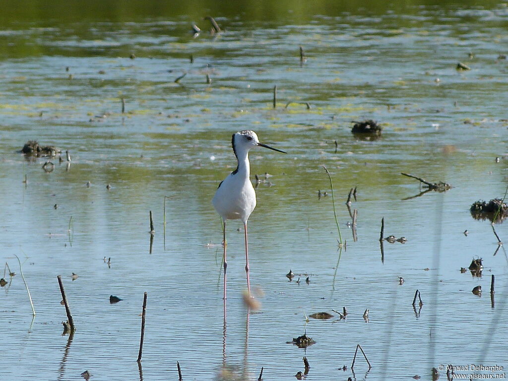 Pied Stilt