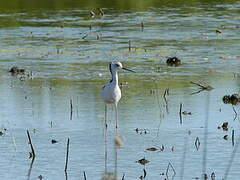 Pied Stilt