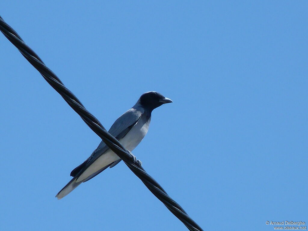 Black-faced Cuckooshrike