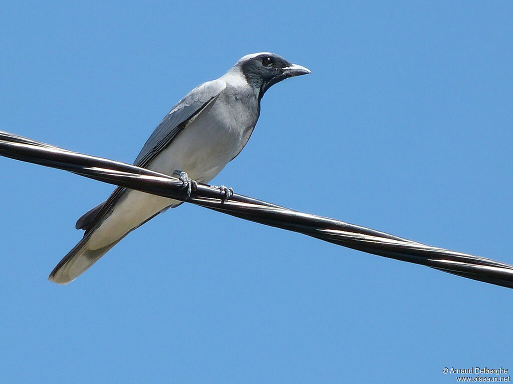 Black-faced Cuckooshrike