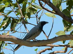 Black-faced Cuckooshrike