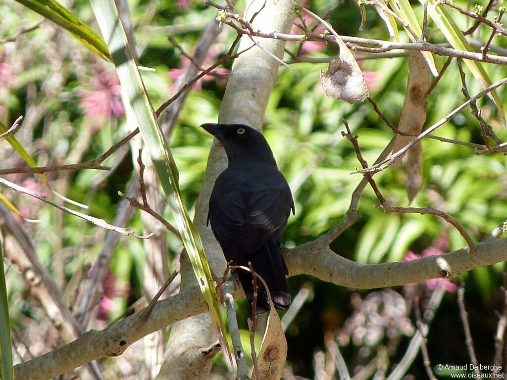 South Melanesian Cuckooshrike