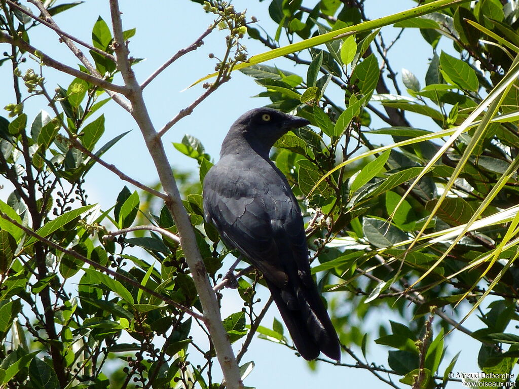 South Melanesian Cuckooshrike