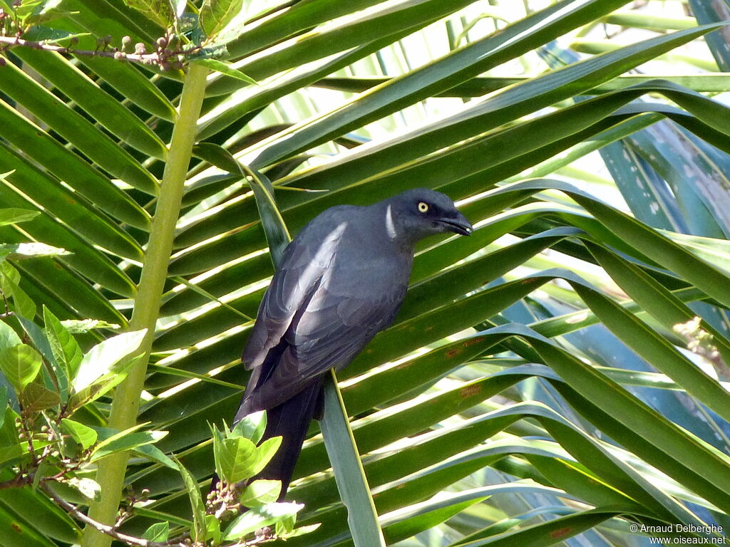 South Melanesian Cuckooshrike