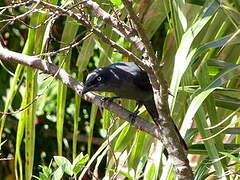 South Melanesian Cuckooshrike