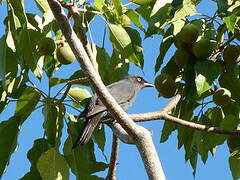 South Melanesian Cuckooshrike