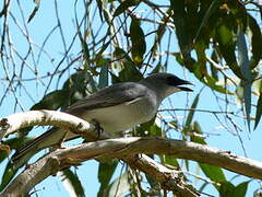 White-bellied Cuckooshrike