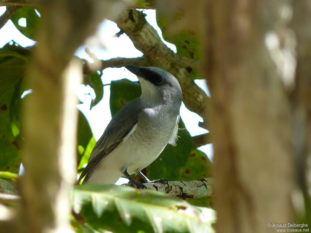 White-bellied Cuckooshrike