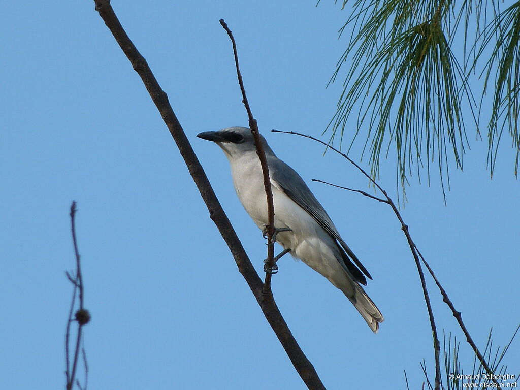 White-bellied Cuckooshrike